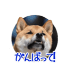 柴犬の楓太朗 02（個別スタンプ：11）