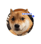 柴犬の楓太朗 02（個別スタンプ：12）