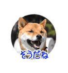 柴犬の楓太朗 02（個別スタンプ：13）