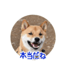 柴犬の楓太朗 02（個別スタンプ：14）