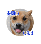 柴犬の楓太朗 02（個別スタンプ：15）