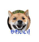 柴犬の楓太朗 02（個別スタンプ：16）