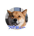 柴犬の楓太朗 02（個別スタンプ：17）