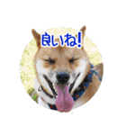 柴犬の楓太朗 02（個別スタンプ：18）