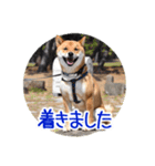 柴犬の楓太朗 02（個別スタンプ：19）