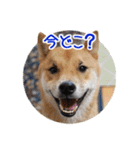 柴犬の楓太朗 02（個別スタンプ：20）
