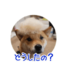 柴犬の楓太朗 02（個別スタンプ：21）