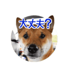 柴犬の楓太朗 02（個別スタンプ：22）