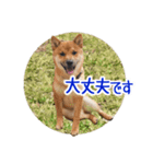 柴犬の楓太朗 02（個別スタンプ：23）