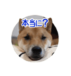 柴犬の楓太朗 02（個別スタンプ：24）