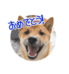 柴犬の楓太朗 02（個別スタンプ：25）