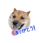 柴犬の楓太朗 02（個別スタンプ：26）