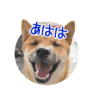 柴犬の楓太朗 02（個別スタンプ：27）