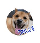 柴犬の楓太朗 02（個別スタンプ：28）