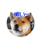 柴犬の楓太朗 02（個別スタンプ：30）