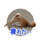 柴犬の楓太朗 02（個別スタンプ：31）