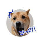 柴犬の楓太朗 02（個別スタンプ：32）