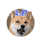 柴犬の楓太朗 02（個別スタンプ：33）