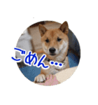 柴犬の楓太朗 02（個別スタンプ：34）