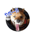 柴犬の楓太朗 02（個別スタンプ：35）