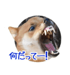 柴犬の楓太朗 02（個別スタンプ：36）