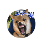柴犬の楓太朗 02（個別スタンプ：37）
