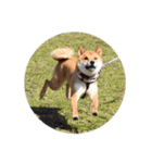 柴犬の楓太朗 02（個別スタンプ：39）