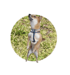 柴犬の楓太朗 02（個別スタンプ：40）