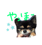 ちゃむの好きぴすたんぷ（個別スタンプ：3）