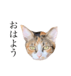 保護猫秋 part3（個別スタンプ：1）
