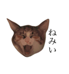 保護猫秋 part3（個別スタンプ：2）