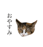保護猫秋 part3（個別スタンプ：3）