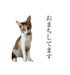 保護猫秋 part3（個別スタンプ：9）