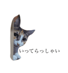 保護猫秋 part3（個別スタンプ：10）
