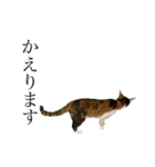 保護猫秋 part3（個別スタンプ：11）