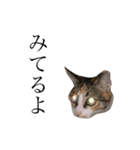 保護猫秋 part3（個別スタンプ：12）