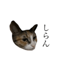 保護猫秋 part3（個別スタンプ：15）