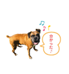 愉快なわんにゃん①（個別スタンプ：3）