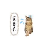 愉快なわんにゃん①（個別スタンプ：4）