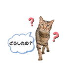 愉快なわんにゃん①（個別スタンプ：5）
