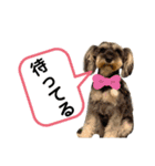 わんわんずPart2（個別スタンプ：4）