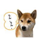 わんわんずPart2（個別スタンプ：8）