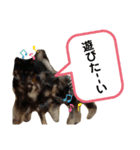 わんわんずPart2（個別スタンプ：17）