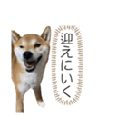わんわんずPart2（個別スタンプ：19）
