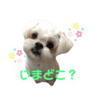 シロンちゃん（個別スタンプ：1）