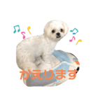 シロンちゃん（個別スタンプ：3）