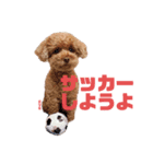 トイプードルEVEのシンプルスタンプ①（個別スタンプ：4）