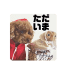 トイプードルEVEのシンプルスタンプ①（個別スタンプ：8）
