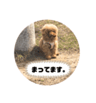 ちょろちゃん(敬語)（個別スタンプ：21）