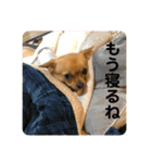 スムースチワワのアンズ（個別スタンプ：25）